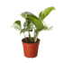 Pothos Manjula - Ethereal Company