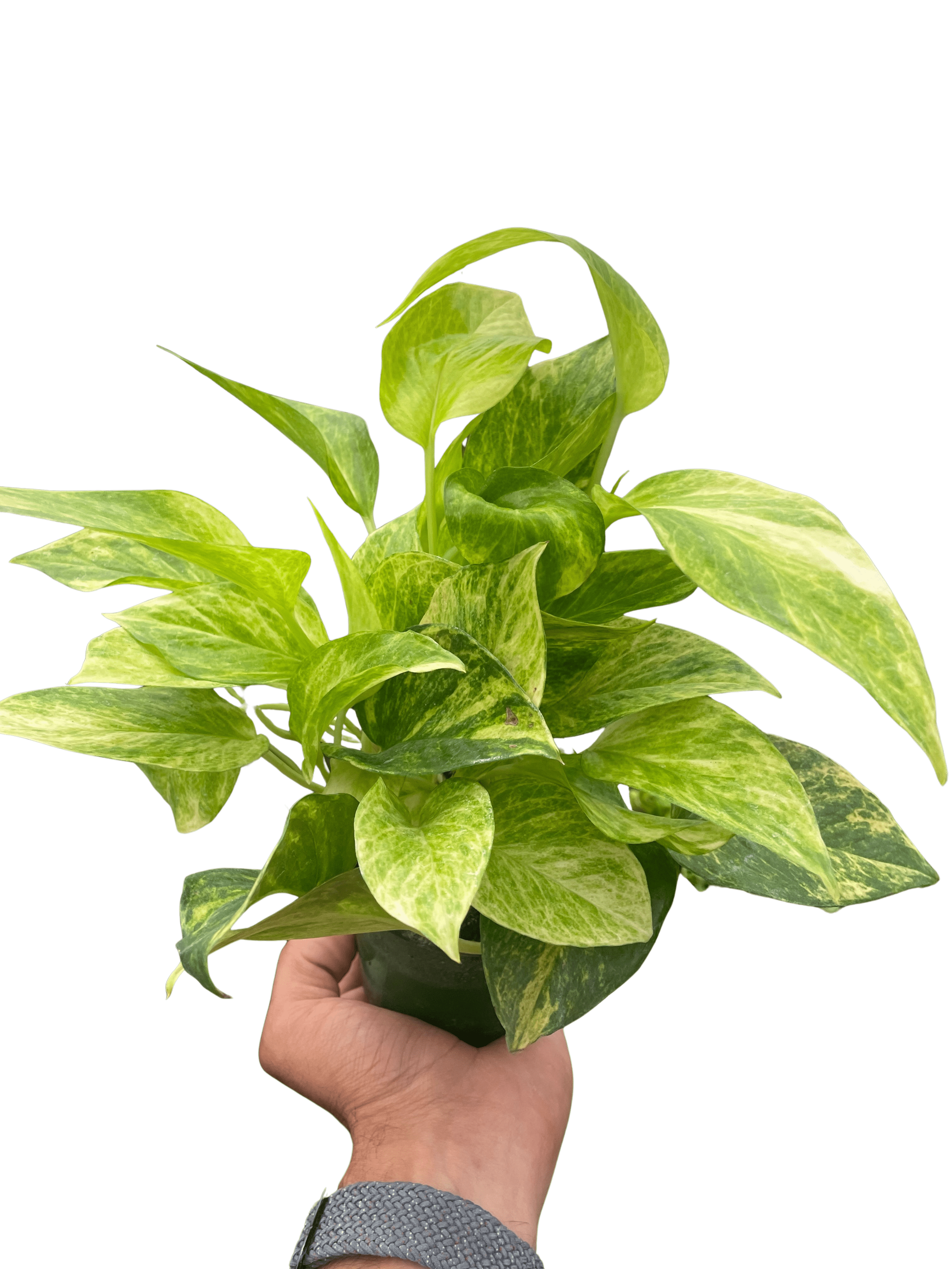 Pothos &