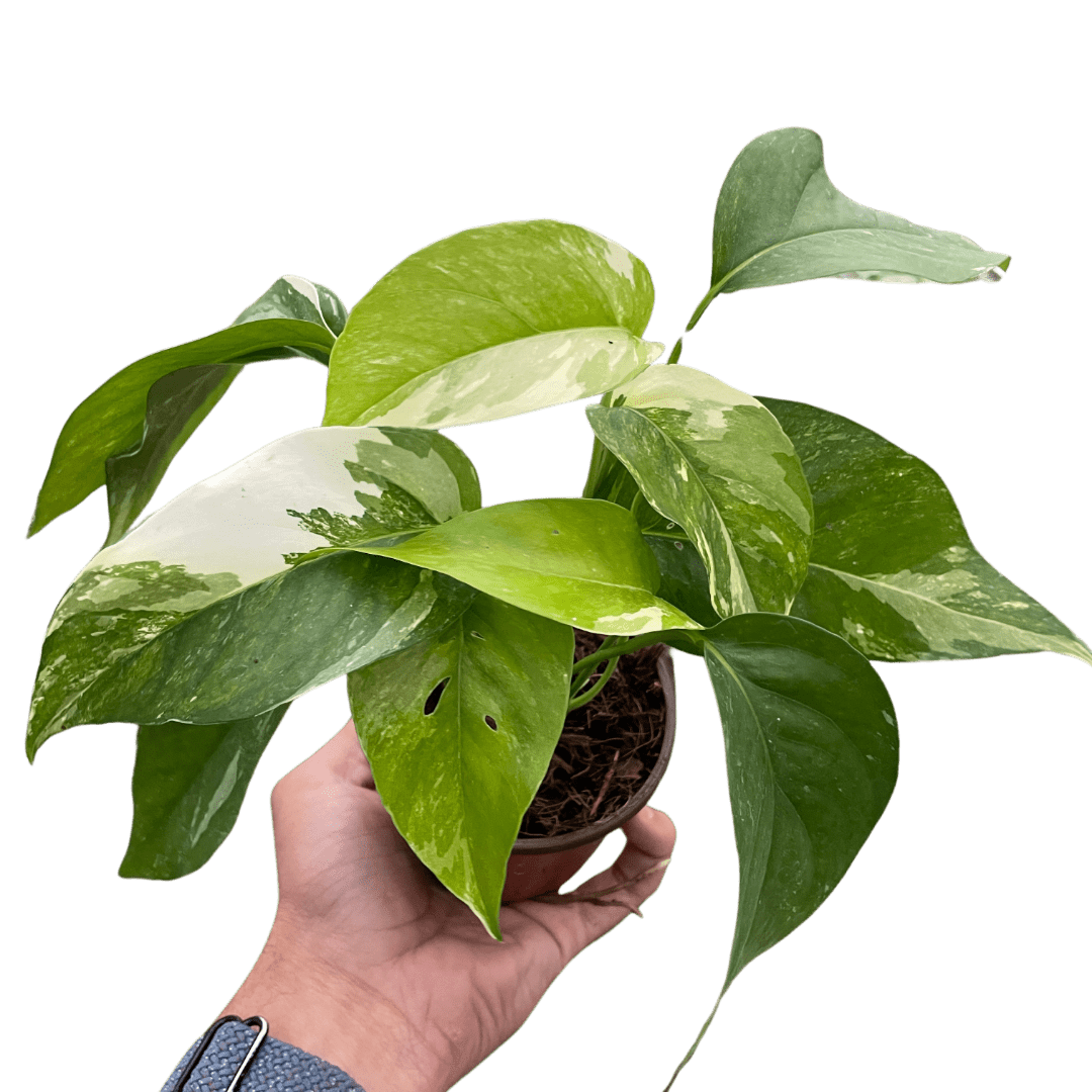 Pothos &