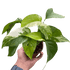 Pothos &