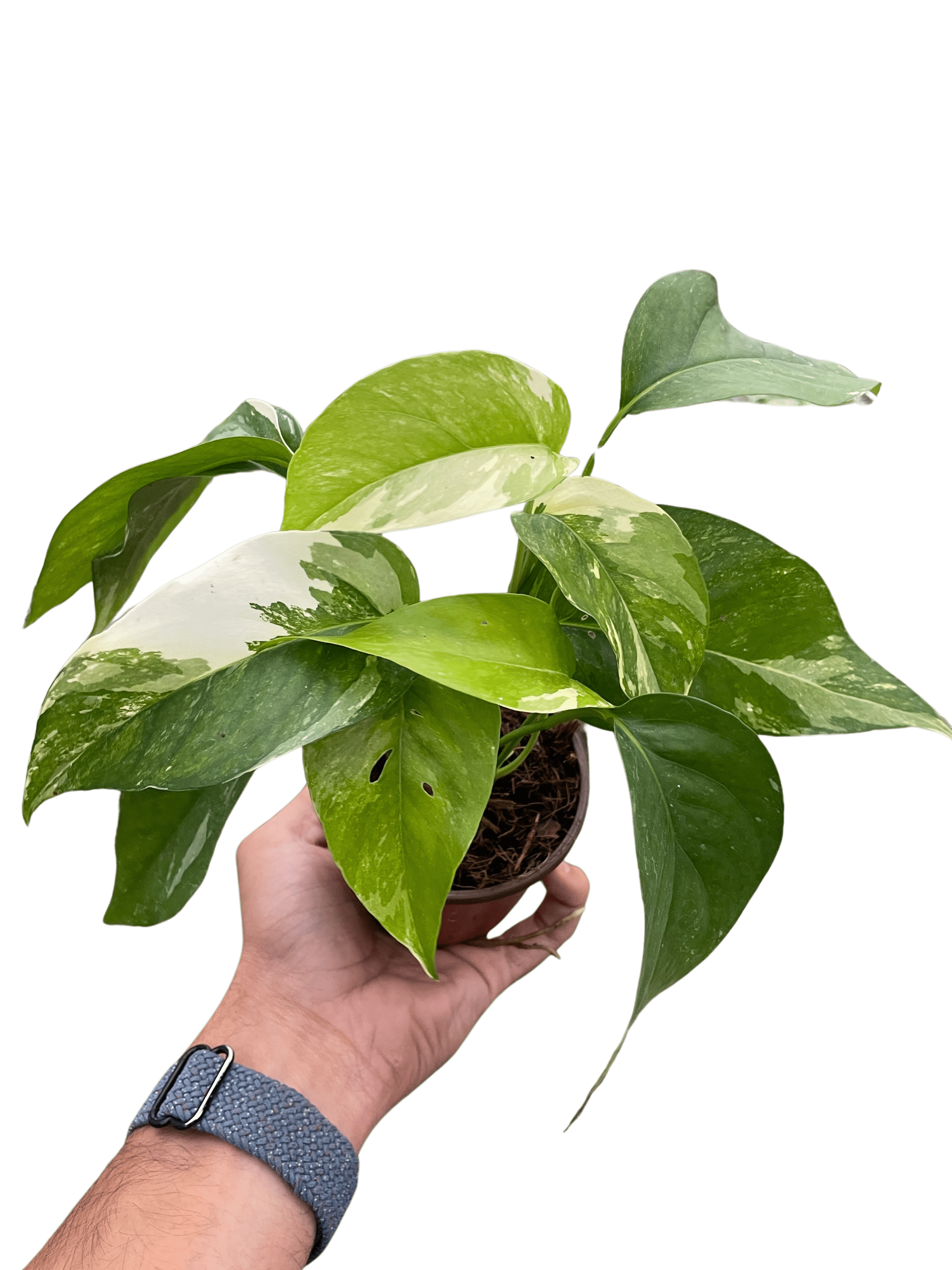 Pothos &