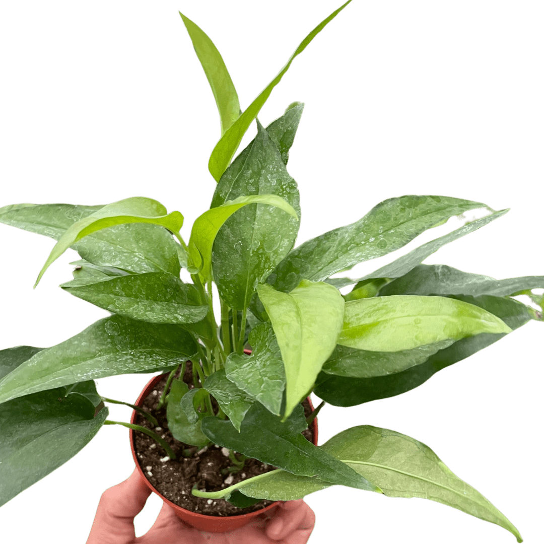 Pothos Skeleton Key - Ethereal Company