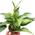 Pothos Skeleton Key - Ethereal Company
