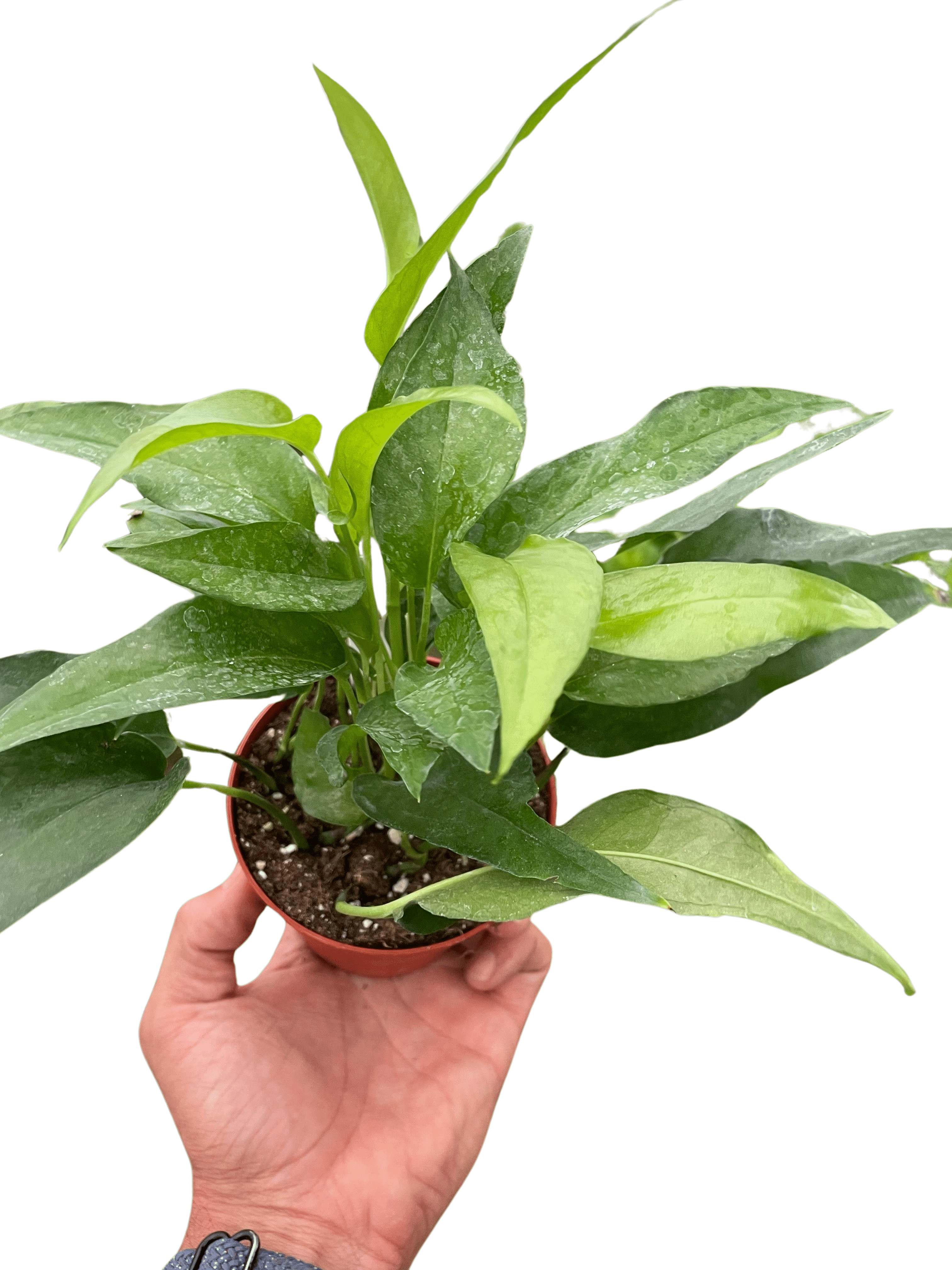 Pothos Skeleton Key - Ethereal Company