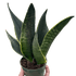 Snake &