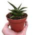 Snake &