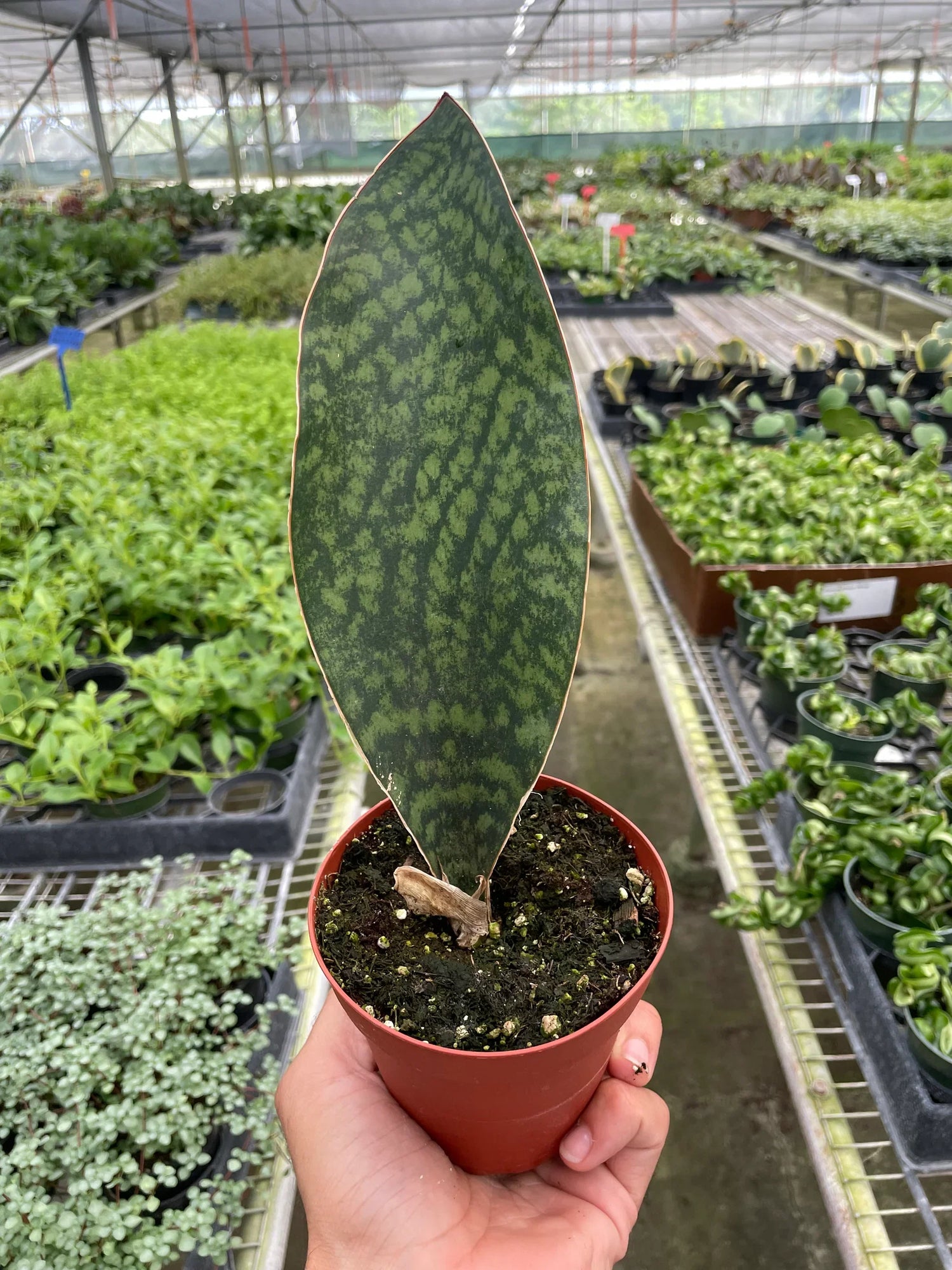 Shark Fin Snake Plant - Ethereal Company-
