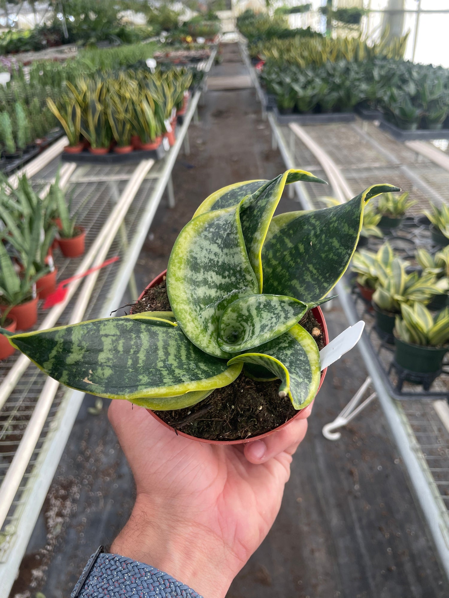 Snake Plant Twist - Ethereal Company-Indoor Plants