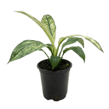 Spathiphyllum Jessica - Ethereal Company-Default