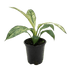 Spathiphyllum Jessica - Ethereal Company-Default