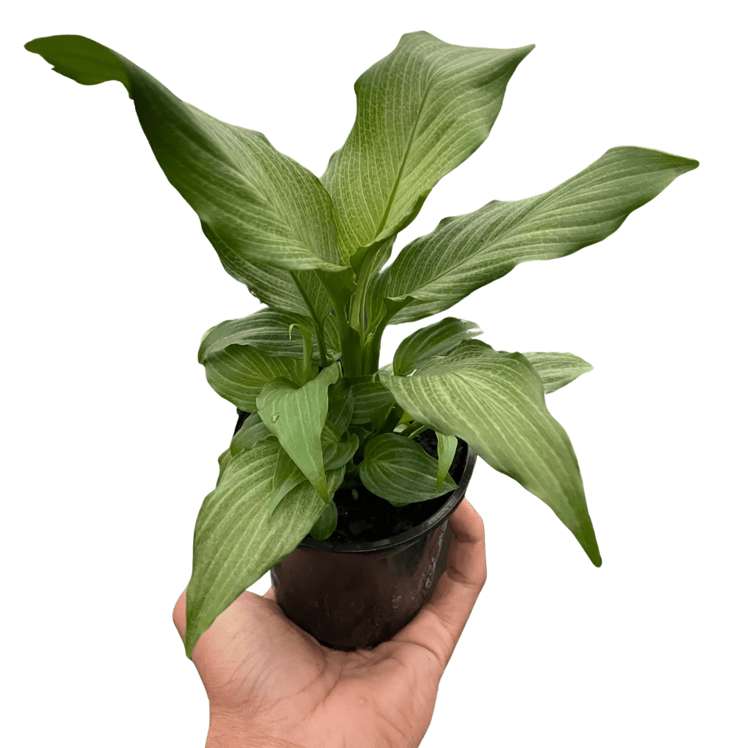 Spathiphyllum &