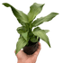 Spathiphyllum &