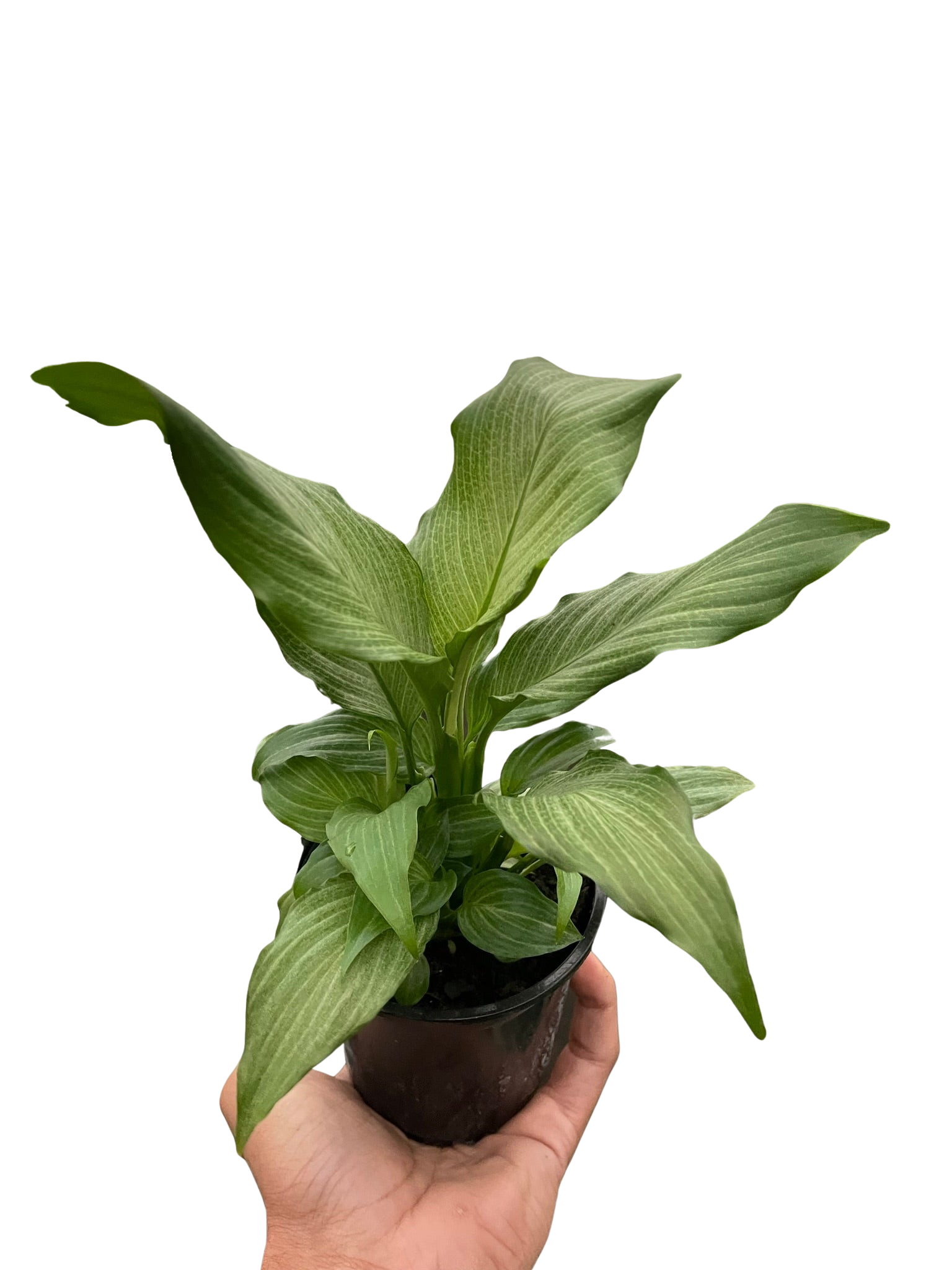 Spathiphyllum &