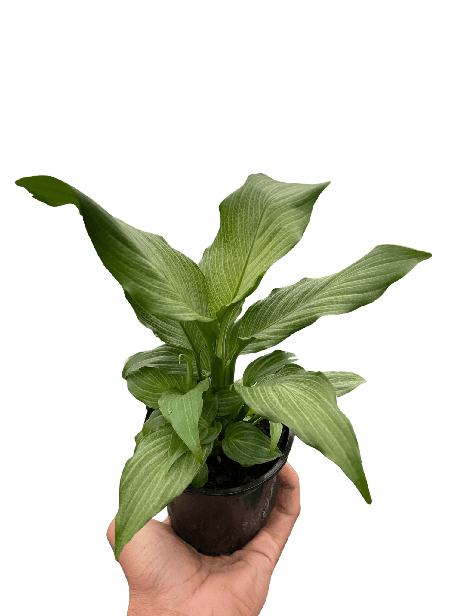 Spathiphyllum &