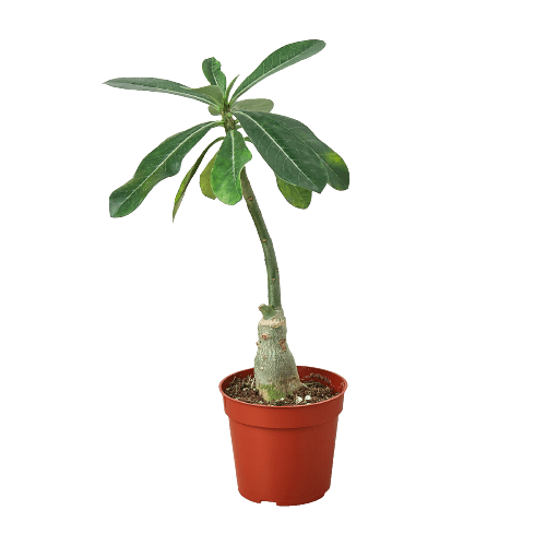 Succulent Adenium Obesum &