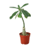 Succulent Adenium Obesum &