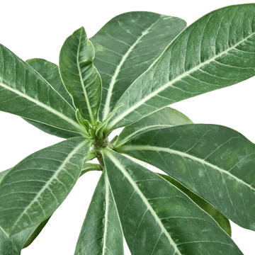 Succulent Adenium Obesum &