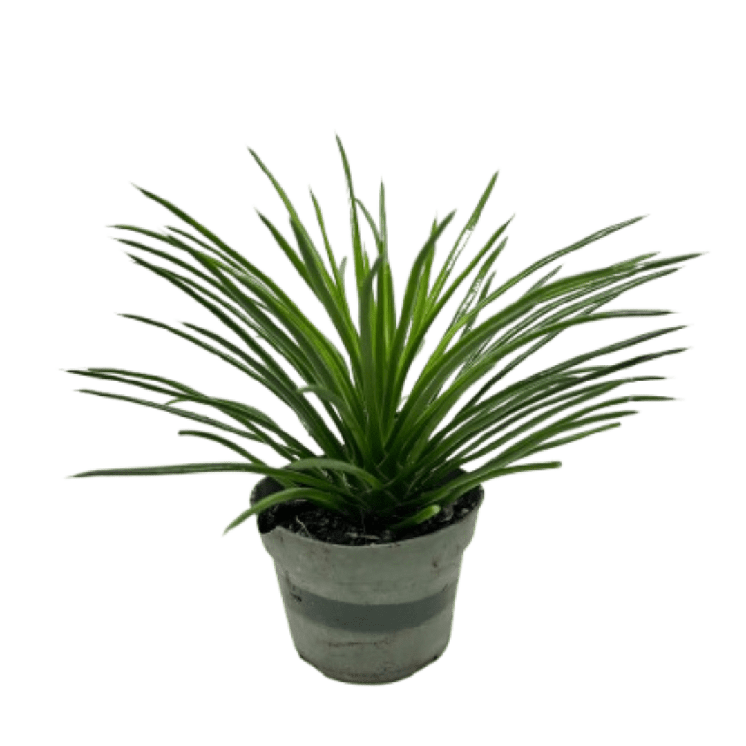 Succulent Agave Twin Flower - Ethereal Company-