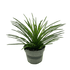 Succulent Agave Twin Flower - Ethereal Company-