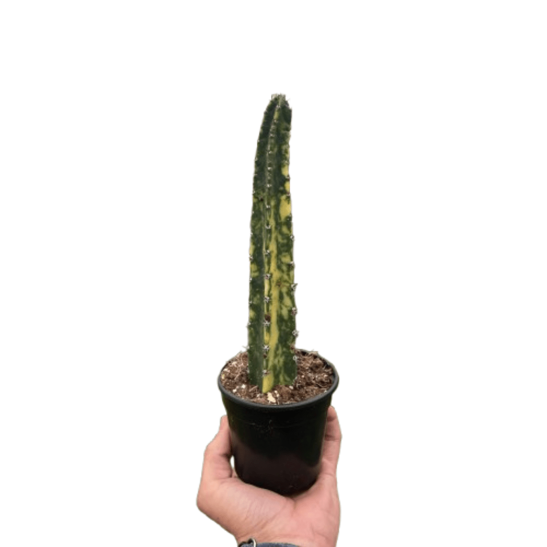 Variegated Blue Candle Cactus - Ethereal CompanySucculent