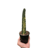 Variegated Blue Candle Cactus - Ethereal CompanySucculent