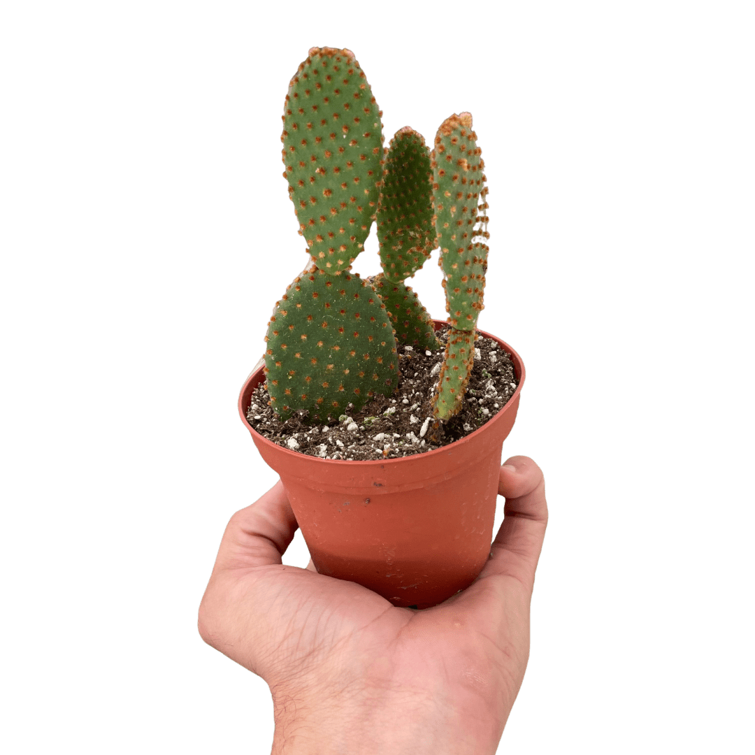 Opuntia &
