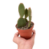 Opuntia &