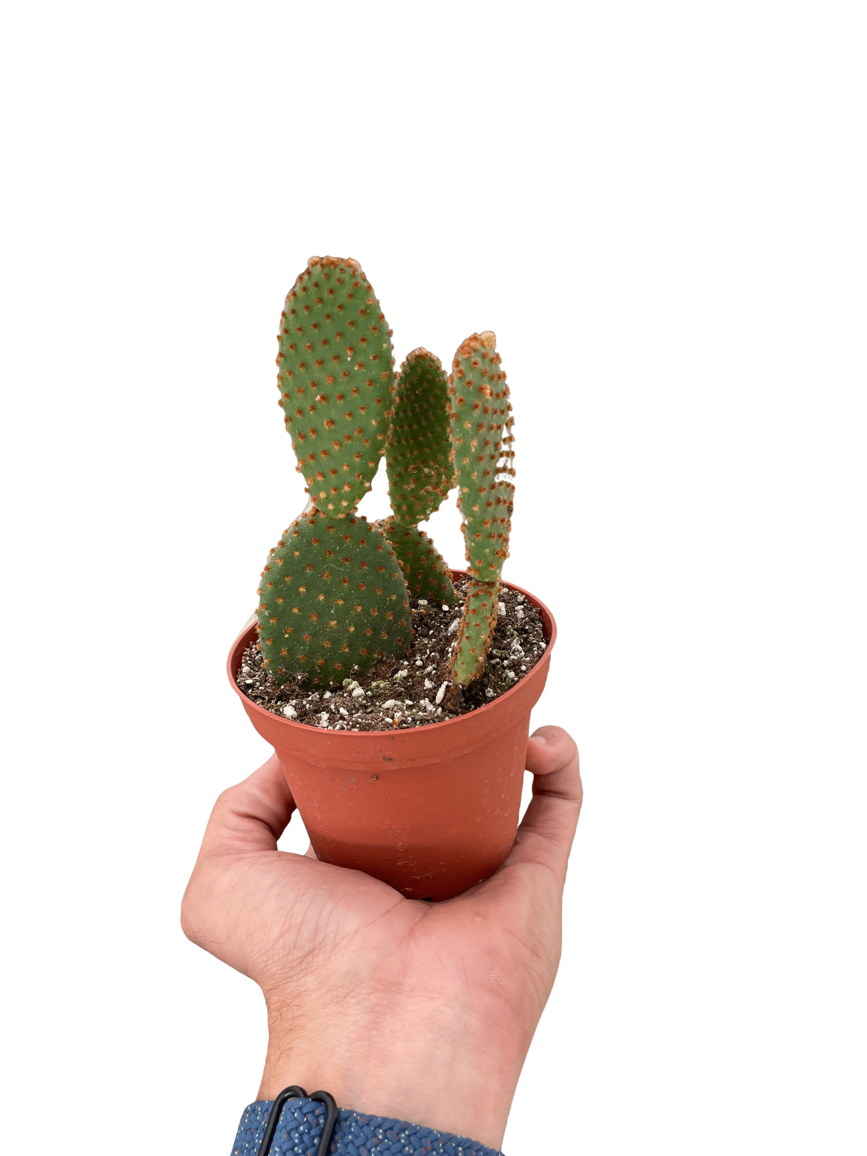 Opuntia &