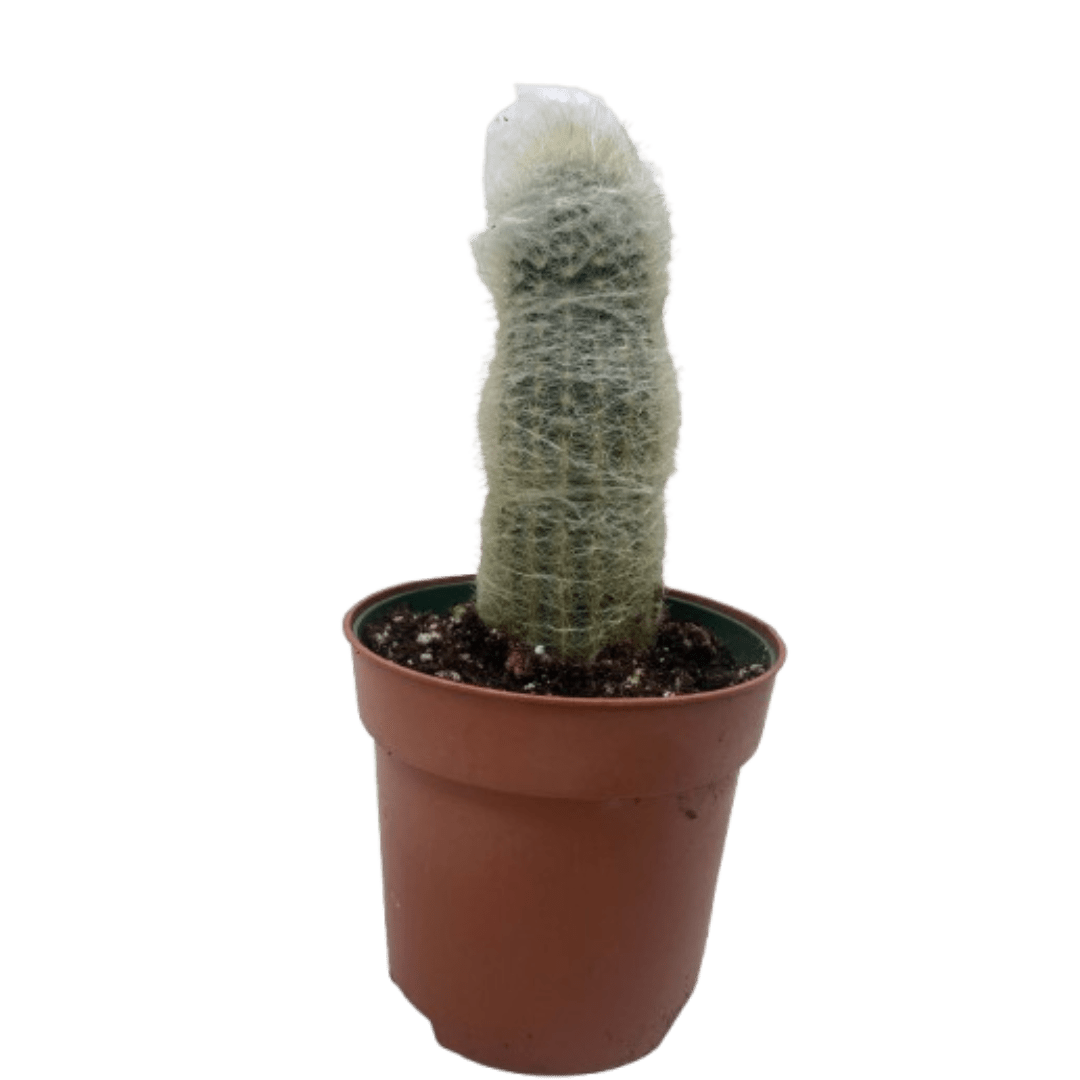 Succulent Cactus Old Man - Ethereal Company-Indoor Plants