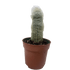 Succulent Cactus Old Man - Ethereal Company-Indoor Plants