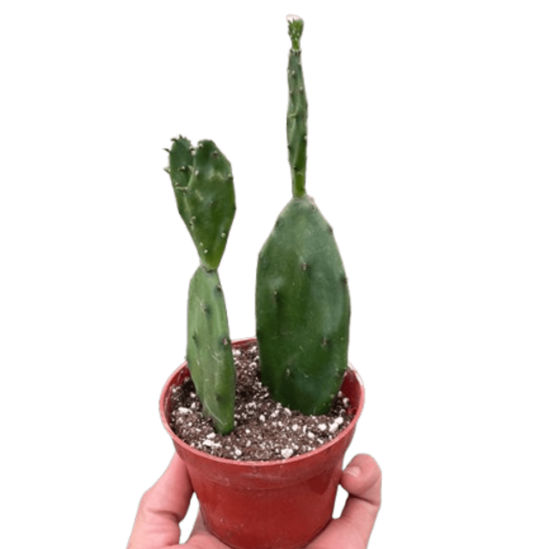 Succulent Prickly Pear Cactus - Ethereal Company4" Plant