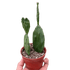 Succulent Prickly Pear Cactus - Ethereal Company4" Plant