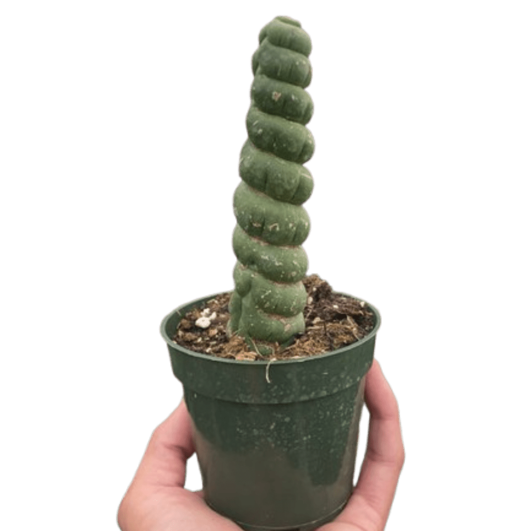 Succulent Unicorn Cactus - Ethereal Company-Indoor Plants