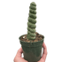 Succulent Unicorn Cactus - Ethereal Company-Indoor Plants