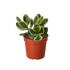Succulent Crassula Jade Variegated - Ethereal Company-Succulent