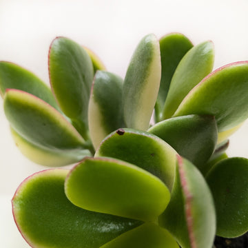 Succulent Crassula Jade Variegated - Ethereal Company-Succulent