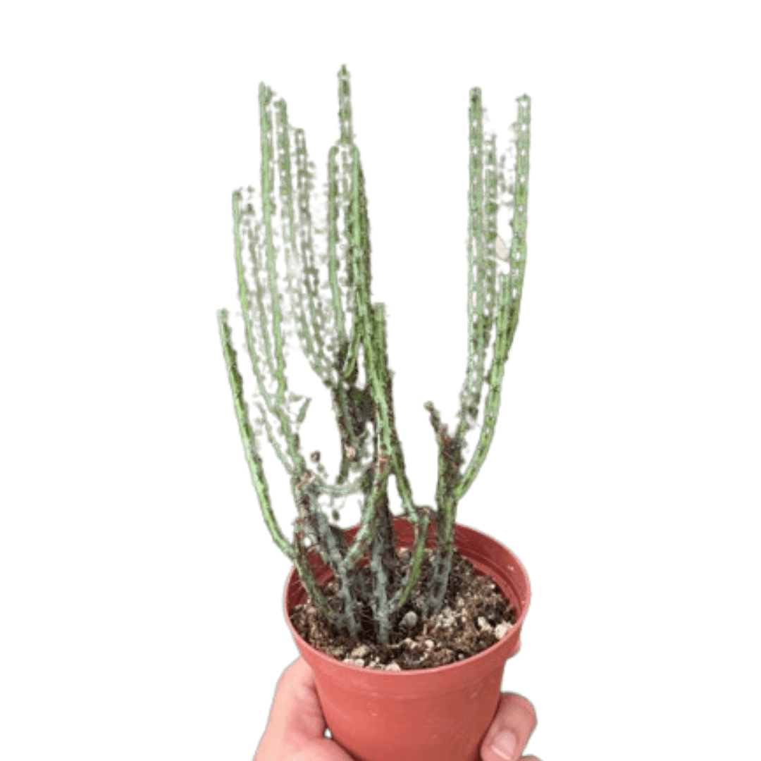 Succulent Euphorbia Aeruginosa - Ethereal Company-4" Plant
