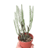 Succulent Euphorbia Aeruginosa - Ethereal Company-4" Plant