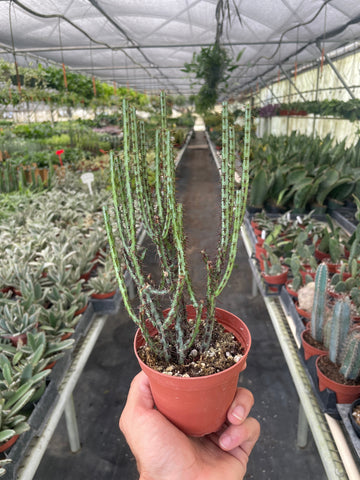 Succulent Euphorbia Aeruginosa - Ethereal Company-4" Plant