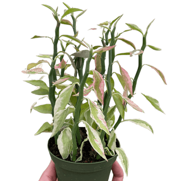 Variegated Devil&
