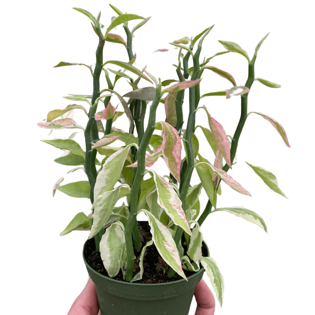 Variegated Devil&