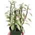 Variegated Devil&