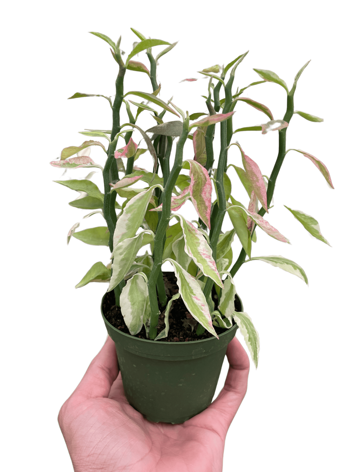 Variegated Devil&