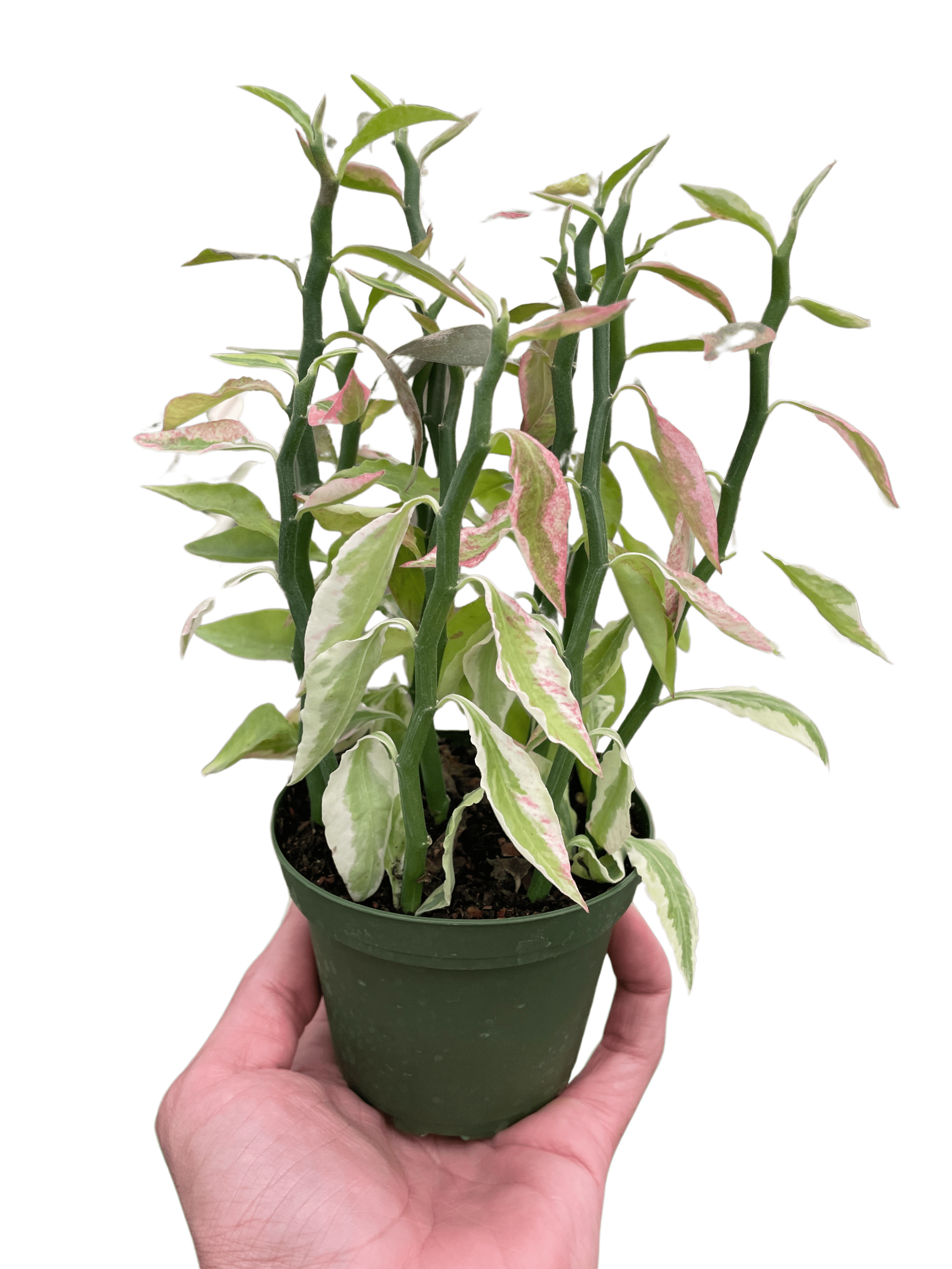 Variegated Devil&