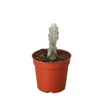 Succulent Euphorbia &