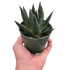Succulent Gasteria Durban - Ethereal Company