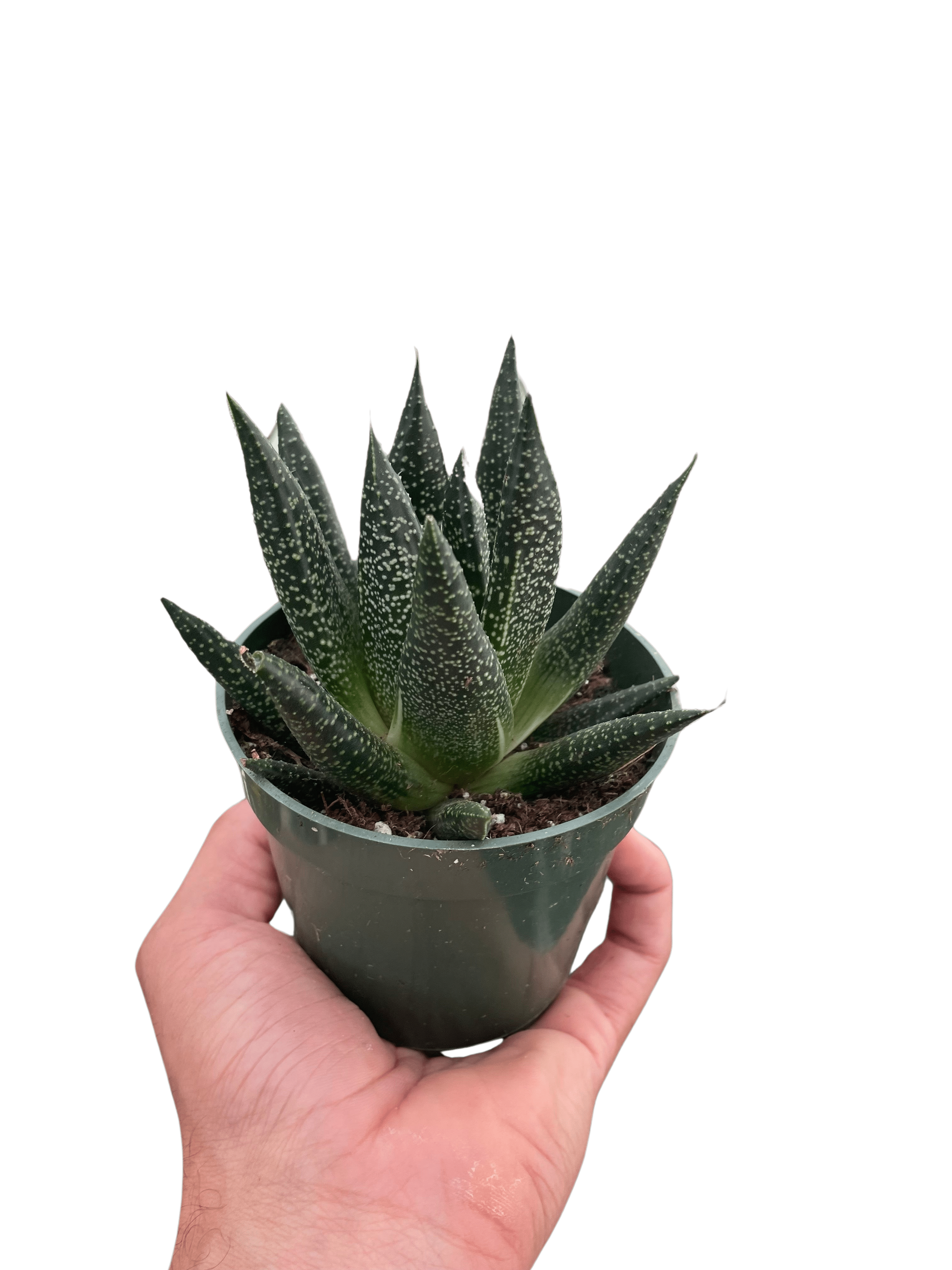 Succulent Gasteria Durban - Ethereal Company