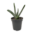 Succulent Gasteria Little Warty - Ethereal Company-
