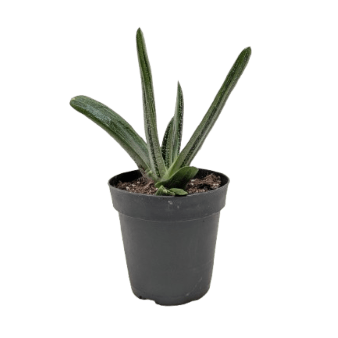 Succulent Gasteria Little Warty - Ethereal Company-