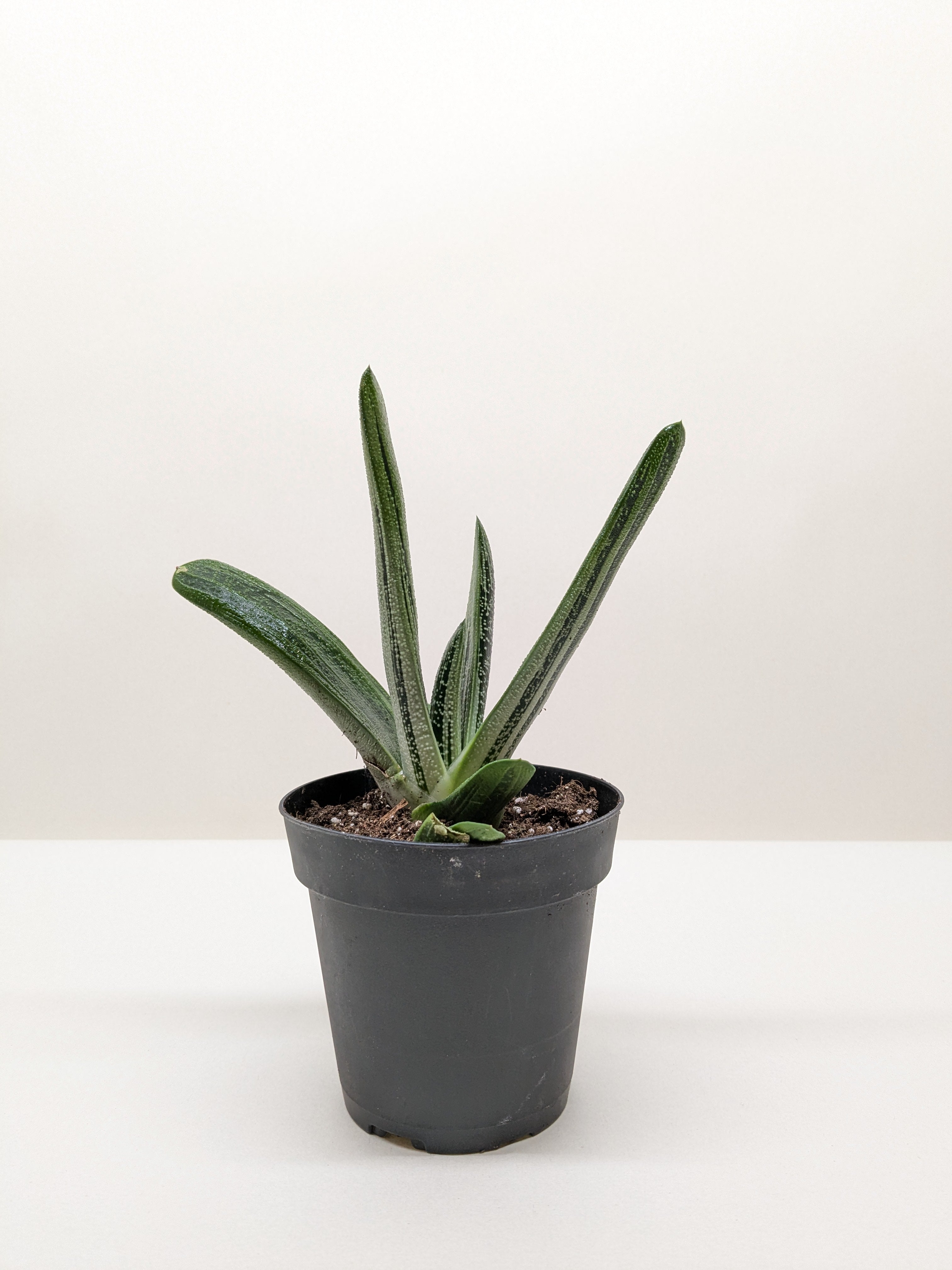 Succulent Gasteria Little Warty - Ethereal Company-